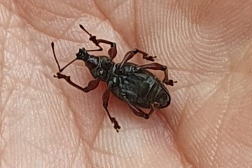 Otiorhynchus clavipes